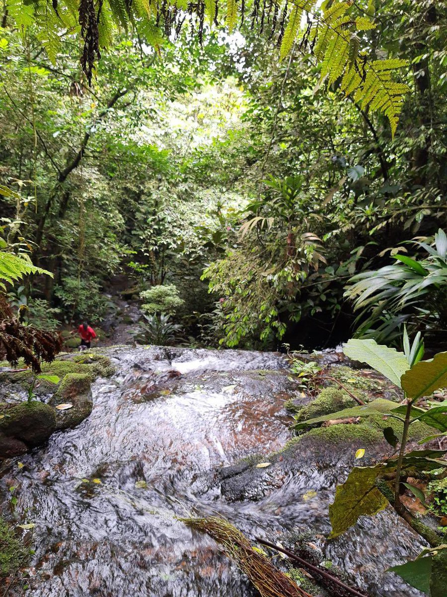 fabiopicarelli's tweet photo. A Prefeitura de Santo André, por meio da Secretaria de Meio Ambiente, autorizou a reabertura da Trilha da Cachoeira Escondida.                                          https://t.co/OMHszkPAbC https://t.co/bLGxEpWcfw