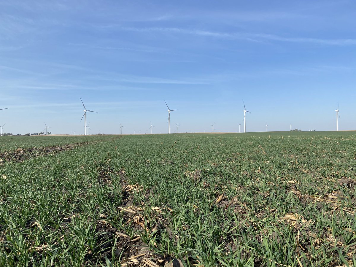 Julie Kenney (@juliekenneyia) on Twitter photo Cover crops off to a strong start in rural Story County
#IowaAg <a href="/IADeptAg/">Iowa Dept of Agriculture & Land Stewardship</a> Cover crops off to a strong start in rural Story County
#IowaAg <a href="/IADeptAg/">Iowa Dept of Agriculture & Land Stewardship</a>