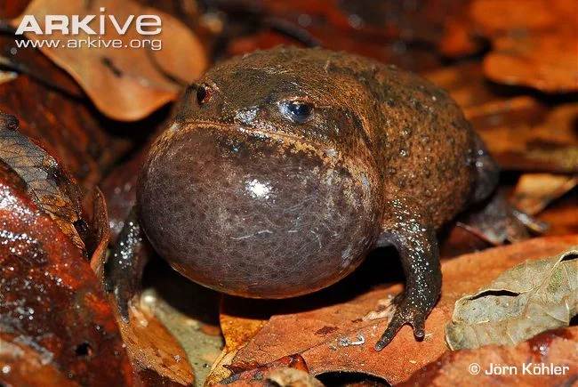 MarkScherz's tweet photo. Our #FrogOfTheDay is the incredible #272 Rhombophryne matavy D’Cruze, Köhler, Vences & Glaw, 2010, a #RoundFrog from the north of Madagascar
#MadagascarFrogs
📸J.Köhler https://t.co/AYaw129KHF