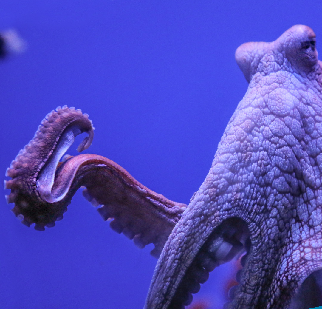 MauiOceanCenter's tweet photo. Happy #TakoTuesday ๐๐๐
How strong is a heสปe (octopus)? ๐ช Some species have been observed lifting as much as 40 times their own body weight! ๐ฎ
-
*Be sure to give them plenty of space and respect their home. ๐ ๐ค
-
#FlexMuscle #AmazingOcean #Octopus #Hawaii #Maui https://t.co/Ws3kR19pWU