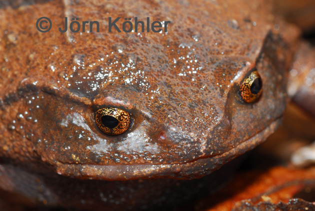 MarkScherz's tweet photo. Our #FrogOfTheDay is the incredible #272 Rhombophryne matavy D’Cruze, Köhler, Vences & Glaw, 2010, a #RoundFrog from the north of Madagascar
#MadagascarFrogs
📸J.Köhler https://t.co/AYaw129KHF