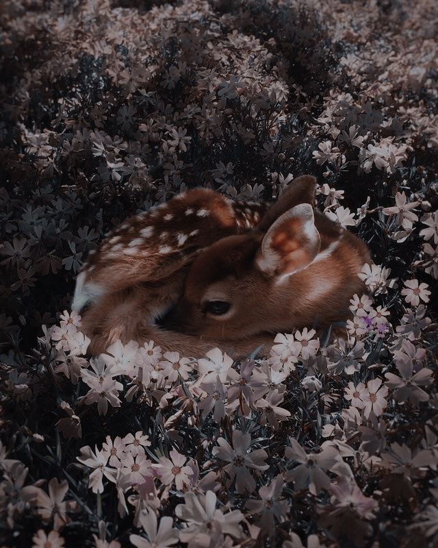 witheringdoe's tweet photo. •°¤*(¯`★´¯)*¤° мᎥᵃ, ⓣ𝒽Ẹ 𝐅ค𝐖𝕟 Đ𝔼ϻ𝐎𝐍 °¤*(¯´★`¯)*¤°•

"𝓢𝓸𝓶𝓮𝓽𝓲𝓶𝓮𝓼 𝓘 𝓽𝓱𝓲𝓷𝓴 𝓘 𝔀𝓪𝓼 𝓽𝓱𝓮 𝓻𝓮𝓪𝓼𝓸𝓷 𝓱𝓮 𝓴𝓲𝓵𝓵𝓮𝓭 𝓶𝓮, 𝓸𝓽𝓱𝓮𝓻 𝓽𝓲𝓶𝓮𝓼 𝓶𝔂 𝓱𝓮𝓪𝓻𝓽 𝓫𝓾𝓻𝓷𝓼 𝔀𝓲𝓽𝓱 𝓻𝓮𝓿𝓮𝓷𝓰𝓮."

~~ https://t.co/S8kQdsSH1H