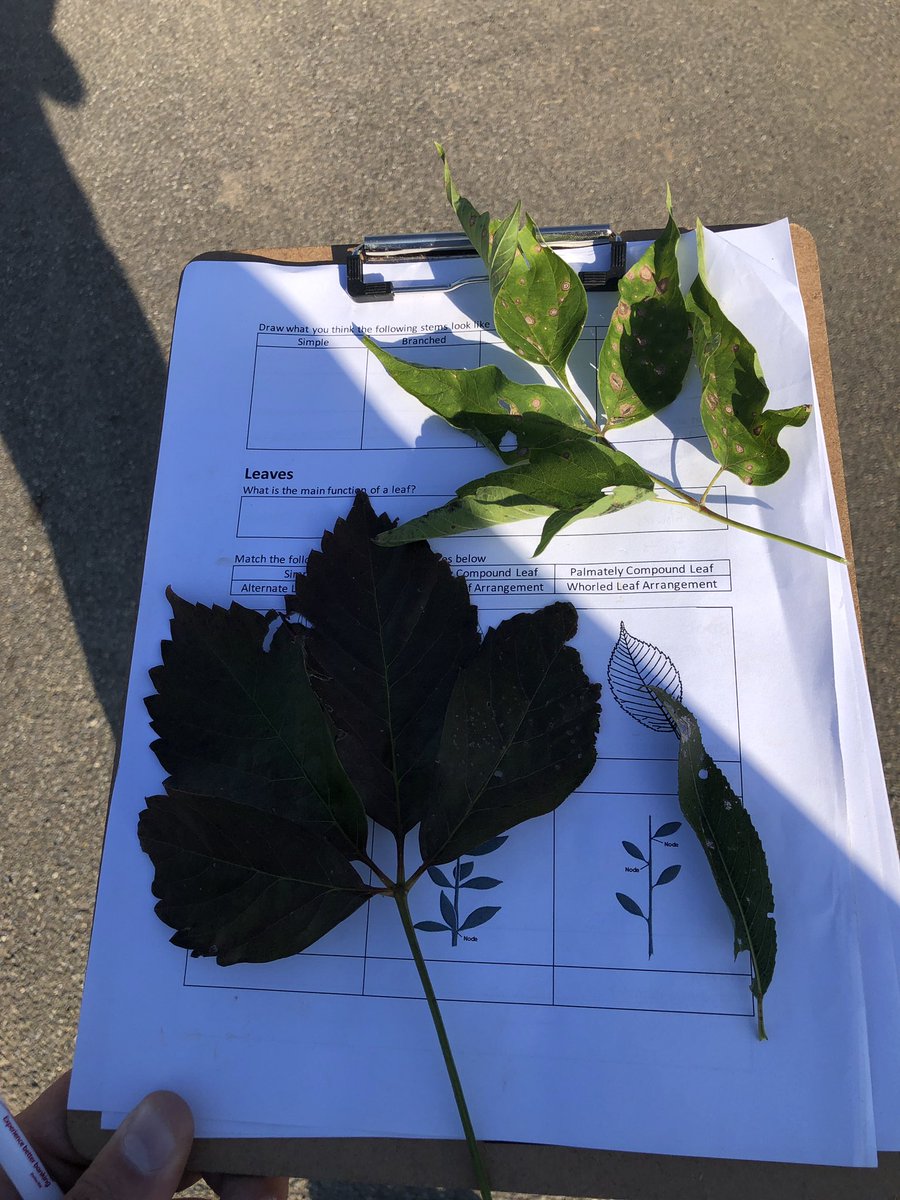 BWitmer20's tweet photo. There’s no better way to get kids to learn the main structures of plants without taking them outside to actually go find the different structures! But then take a quick detour to talk about how cool wood frogs are! #TeachAg https://t.co/YT7SiCNEn8
