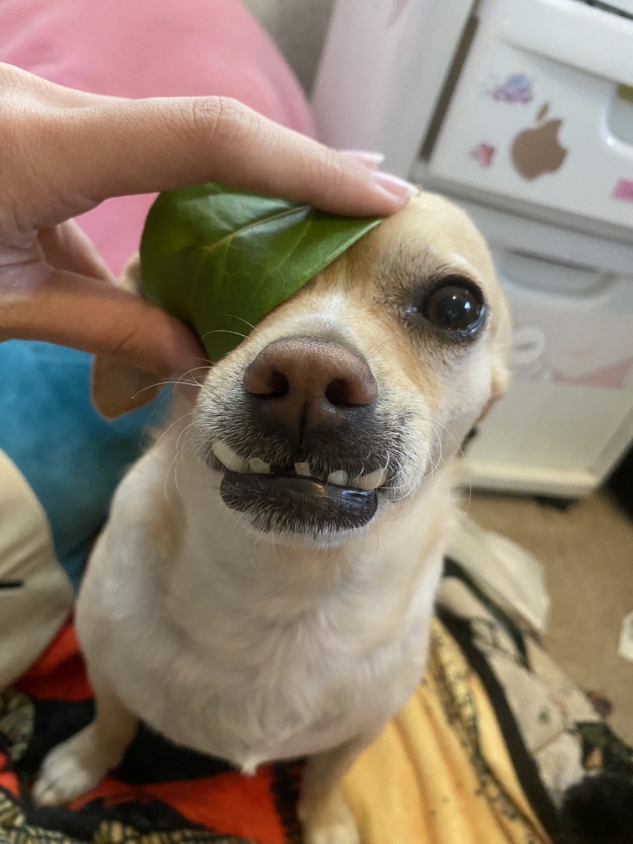 taydertot's tweet image. There you go