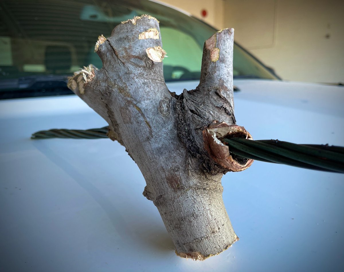 NPPDnews's tweet image. The picture below⬇️is an example of why we trim trees near power lines. While removing an old power line near Geneva, our teammates noticed an area where trees encompassed the line. Remember, never attempt to remove or trim trees near power lines. #NPPD #RightTreeRightPlace