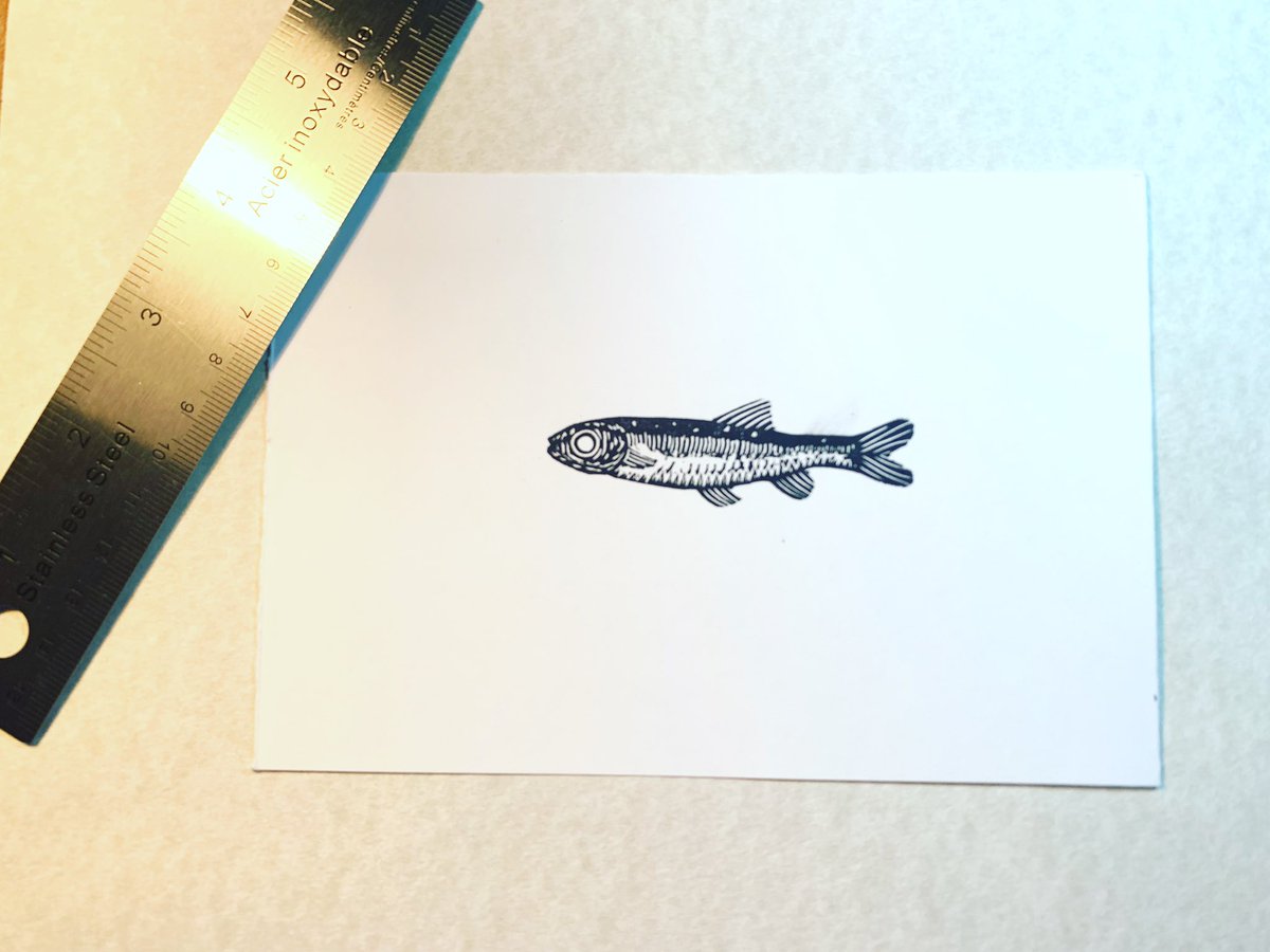 RockSpillers's tweet photo. Minnow!
• another in the #tinycollection
This print from a while back joins the four others where the subject is less than 7cm. Available soon!
#newfoundland #newfoundlandart https://t.co/0n4aDqIPyi