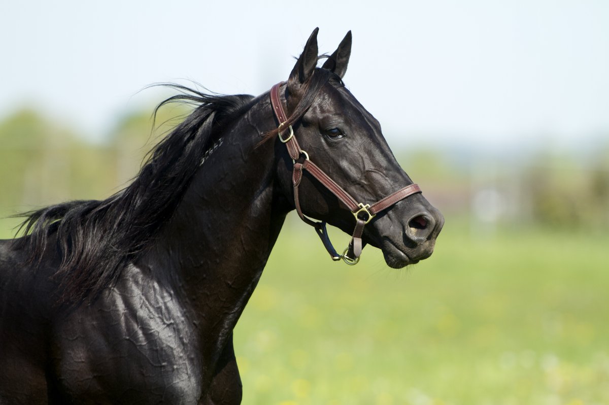 Blue Chip Farms tweet media