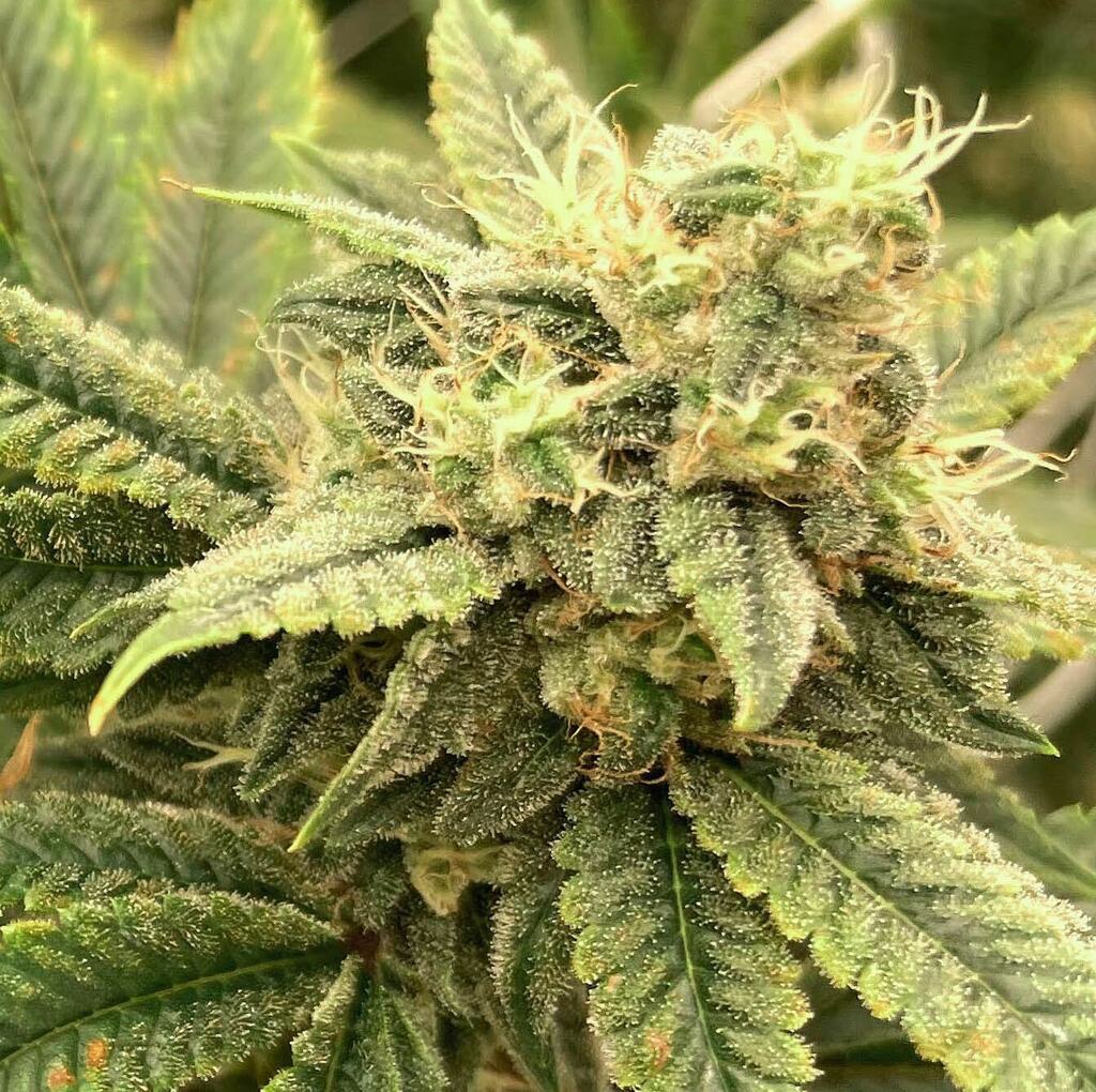 MagicCityDenver's tweet photo. Pie https://t.co/kDn0Z5V26p