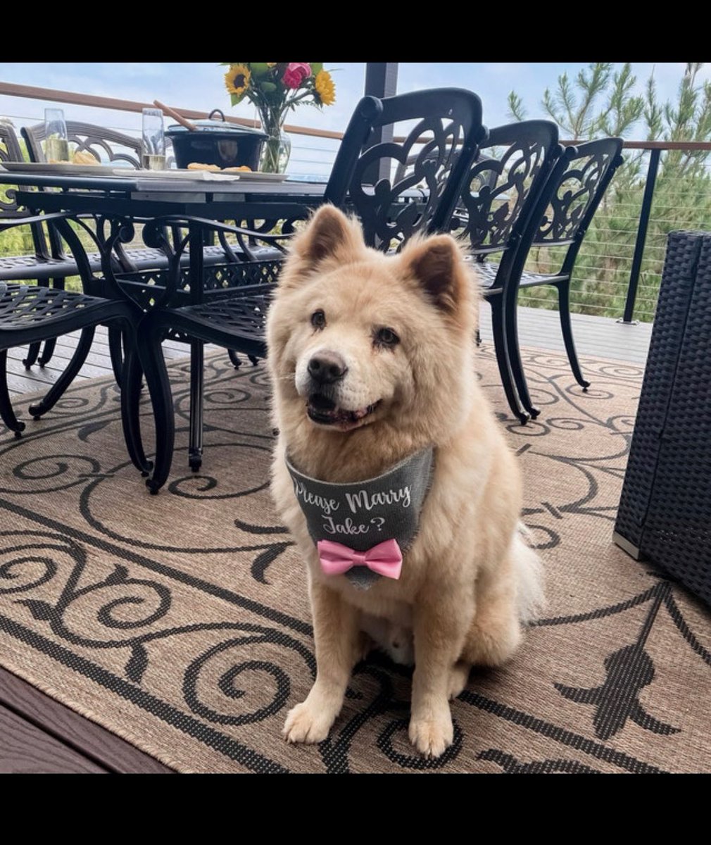 HelloHazelCo's tweet image. Unbelievably cute!!! Look at that sweet face 🐶💕 Pretty sure it’s impossible to ever get tired of proposal reviews. Congratulations, and thank you so much Jake!!! 💍❤️✨

#dogs #proposal #proposalideas #wedding #weddingideas #dogbandanas #dogaccessories #smallbusiness #shopsmall