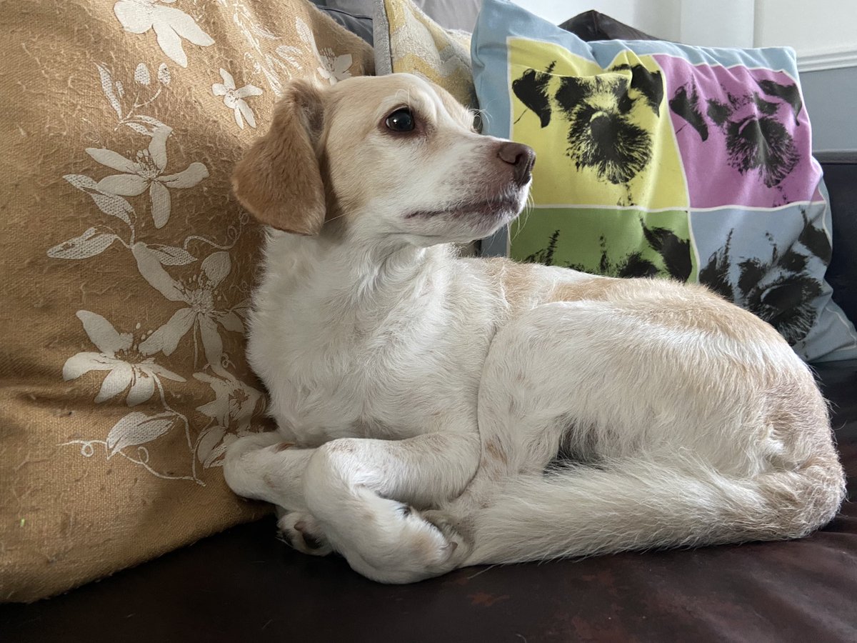 RonnieRubyElsa's tweet image. Elsa B always looks so regal 👸🏼 💕