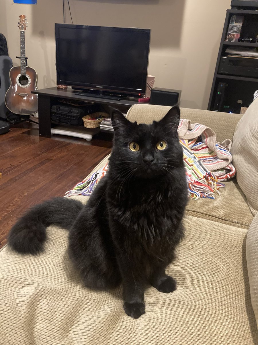 KittenHigh's tweet image. It’s so incredibly hard to see others go through the heartache of losing a beloved pet. One of my cats has undergone urethral obstruction sx twice now. I’m so grateful to the Dr. &amp;amp; techs who saved her.