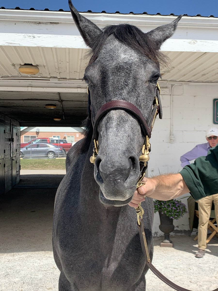 Gator Kitten tweet media