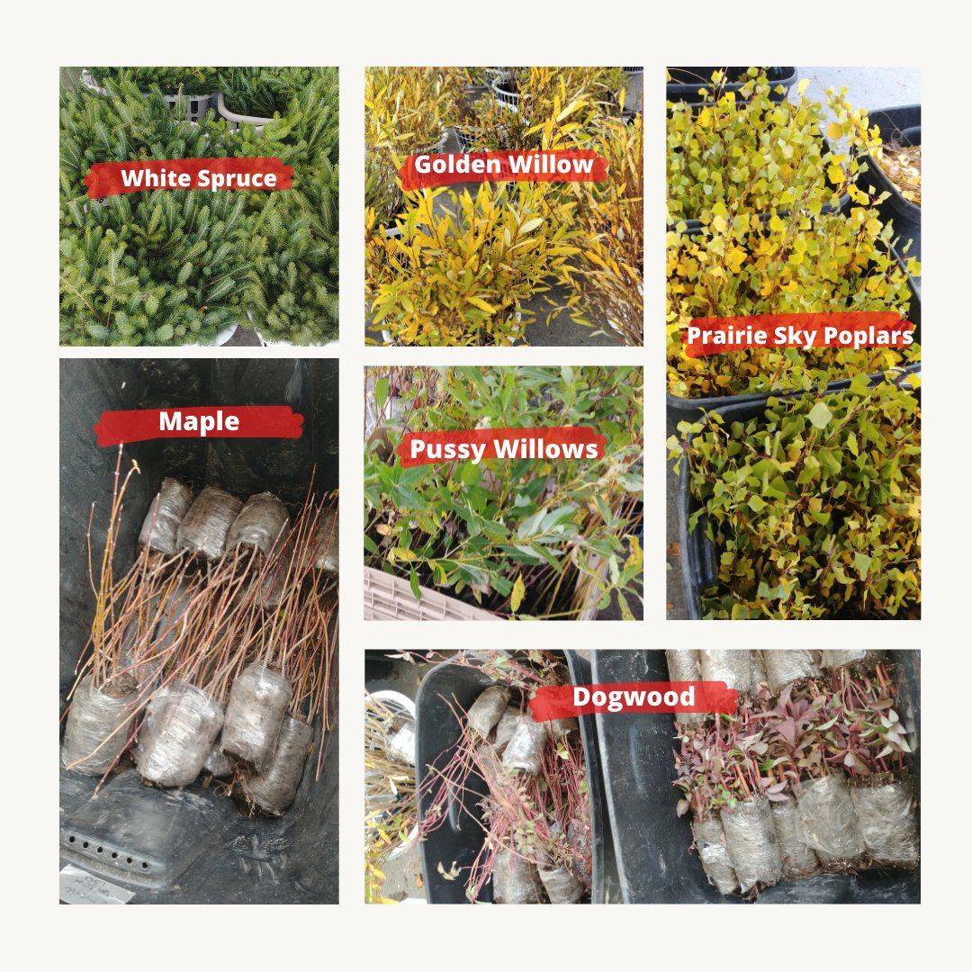 Telpay's tweet image. Did you pick up your trees at the #telpaytreegiveaway2021 this weekend but can&apos;t remember which sapling is which? Don&apos;t worry! We&apos;ve got you covered! 
#TreesForOurPlanet