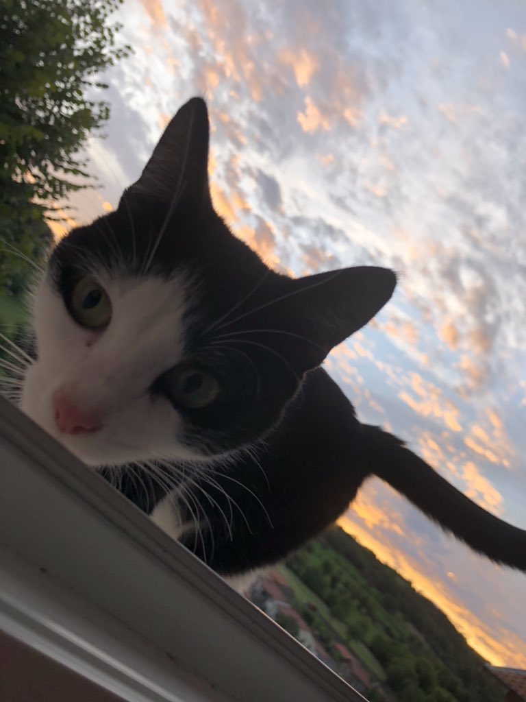 svtcheolggu's tweet photo. cw / cats chat
goodnight, i think i’ll take more pictures of my cat from now on #Heartsforhuni https://t.co/buPYjrL12y