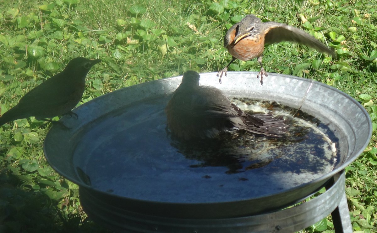 Chubby baby robin's bath time! #birds #splishsplash #playtime #birding #backyardbirding #backyard #backyardwildlife #FunnyBirds #NaturePhotography #nature #naturelovers #naturelover #BabyBird