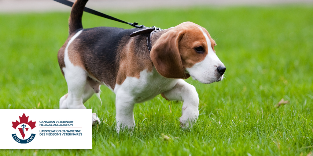 Sask Vets tweet media