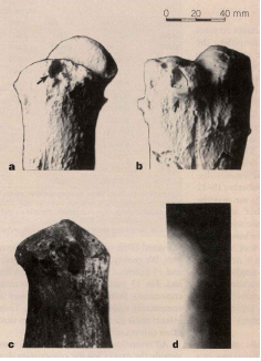 Rheum_SIM's tweet photo. While we are working on more #FOAMed content for RheumSim, here is a fun #rheumatology factoid (a rheuma-toid, if you will) ⬇️
 #Dinosaurs, or at least one particular T.rex named Sue, had #gout! 🦖https://t.co/ecdA8wLnWi https://t.co/nCxv1asSN5