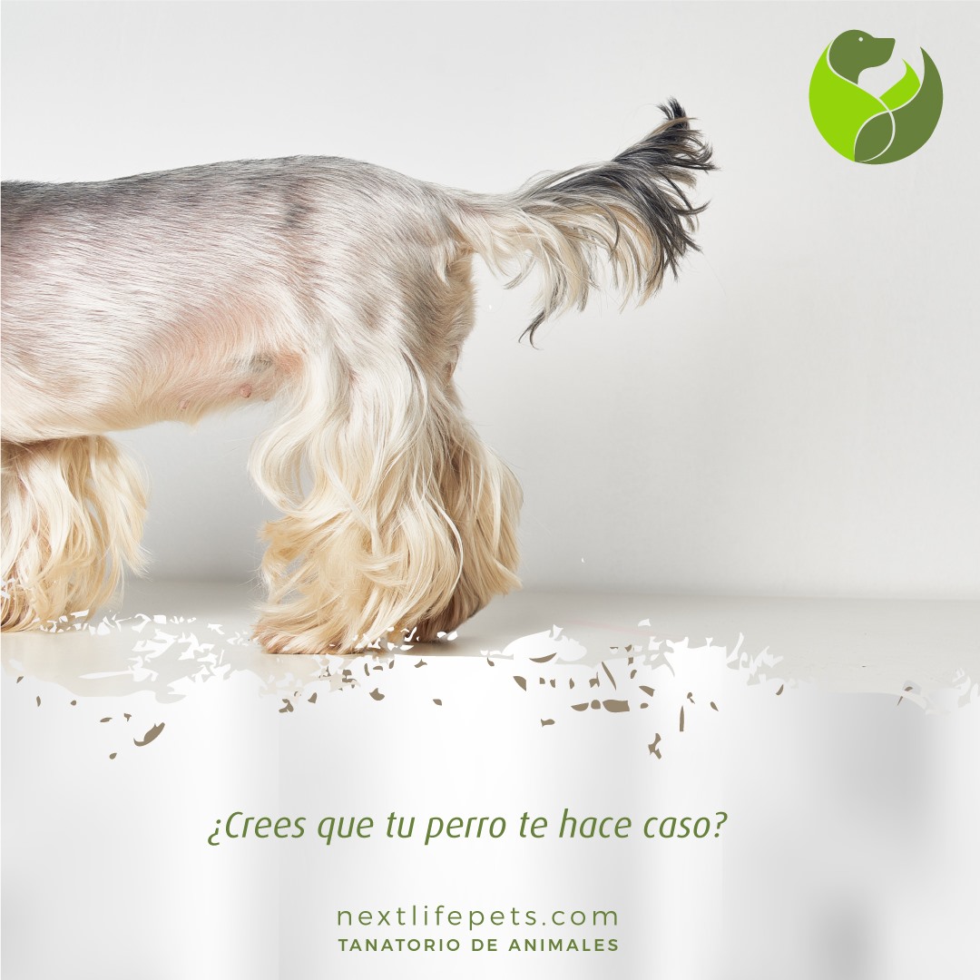 NextLifePets's tweet photo. Las principal diferencia entre razas son el razonamiento, las habilidades que tienen para resolver los problemas y las herramientas para entender el lenguaje, por eso algunos son más obedientes que otros. 🐕🐩🦮 🐕‍🦺
·
#AnimalesDeCompañía #perros #Murcia #VeterinariosMurcia https://t.co/xH3BjeaG7D