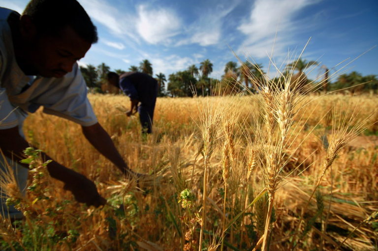 In northern india they harvest their wheat. Сельское хозяйство Пакистана. Пшеница в Африке. Пшеница в Мексике.