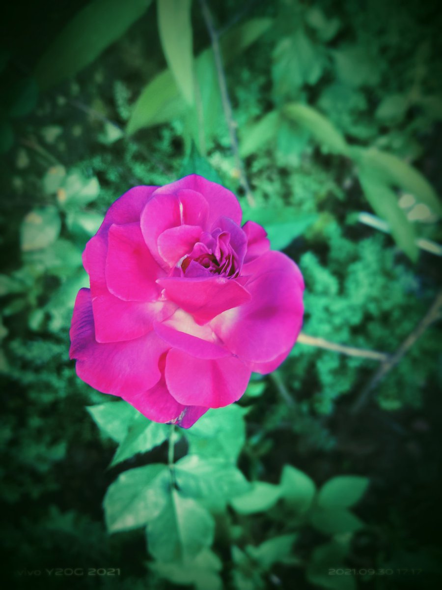 Leishx2's tweet photo. The more uh love ROSES.....
The more u have to bare THORNS...
🌹🌹 https://t.co/B9m9NdIpLf