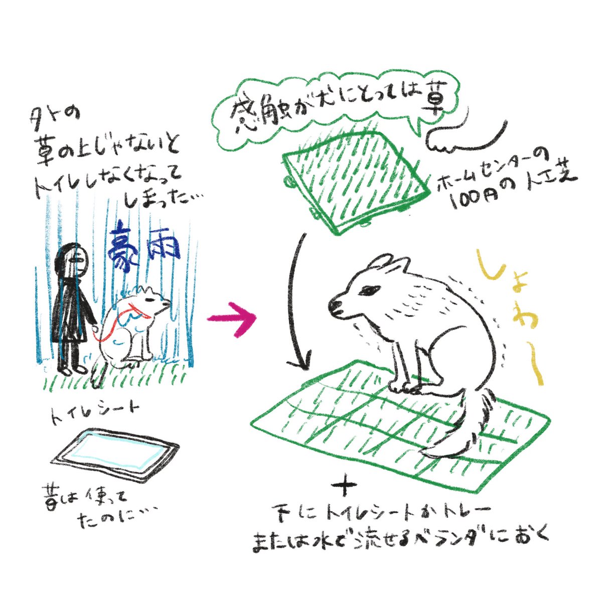 サン、大人になってから室内トイレ使わなくなり雨の日も嵐の日も外に行かなきゃだったんだけど、人工芝ひいて再トイレトレーニング粘ったら成功した〜やった〜〜!!
