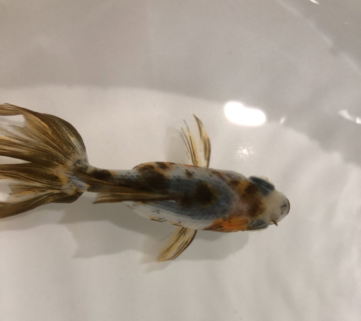 IceGoldfish's tweet photo. ごまちゃんの開きかけも大丈夫だと思います。

飼い主の体調不良でTwitterお休みしてました。
調子が良くなったらまた戻ってきます🙇‍♀️ https://t.co/PnnXRJTyU3