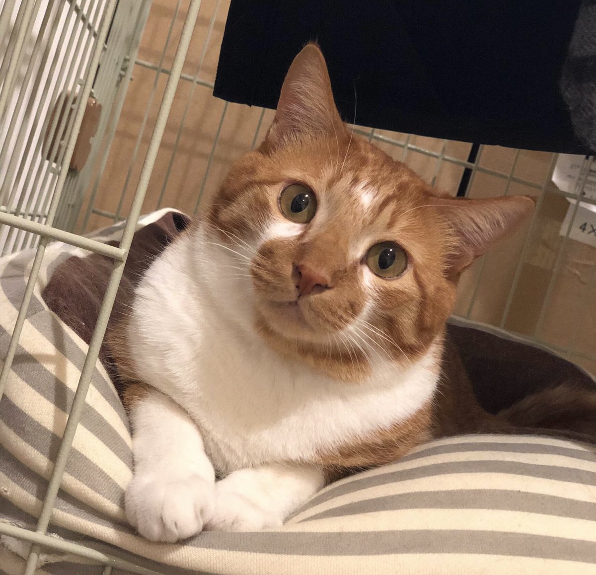 こんにちは🙇‍♀️
水曜日、週の折り返し地点ですね🐱