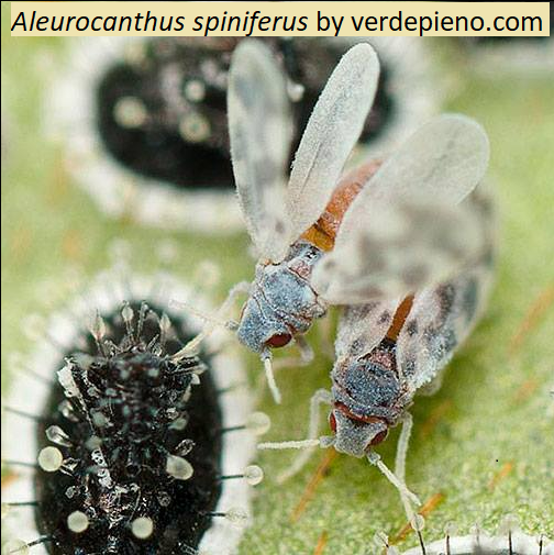#Justpublished: results of #MediaMonitoring by #Medisys platform for 1-31 August 2021. on the #PlantHealth Newsletter 54 bit.ly/2XW4vU4 
@EFSAJournal

🌳🫒🍊
#BactroceraDorsalis
#DiaphorinaCitri
#Xylella
#Tobrfv
#Lycorma
#Aleurocanthus