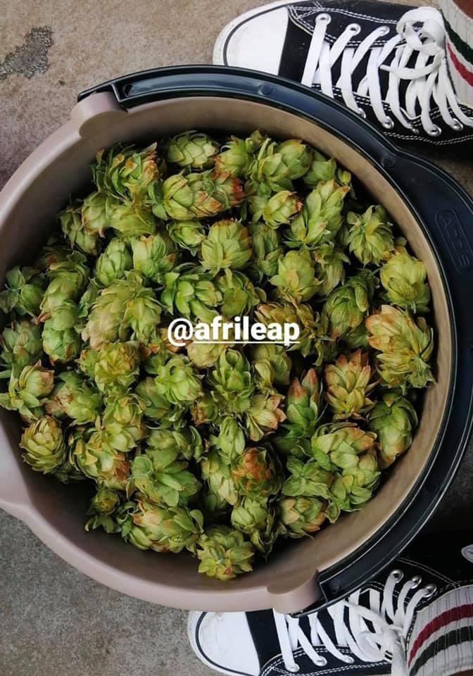 Khaya grows Hops on a rooftop of a Joburg building. Hops is main ingredient in alcohol🥃.

<a href="/afrileap/">AFRILEAP</a>