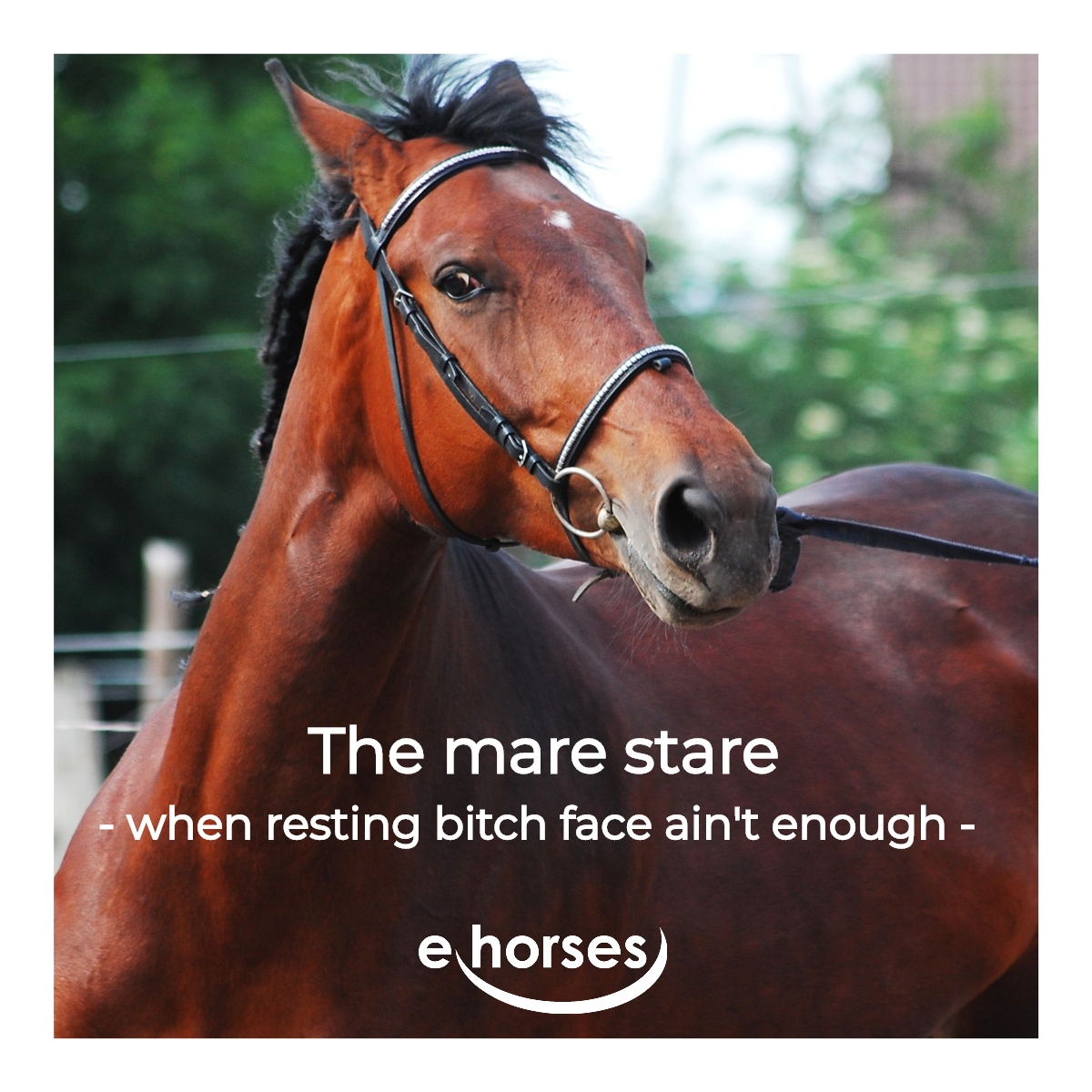 veryyy scary 😳😂 #ehorses #funny #meme #horses