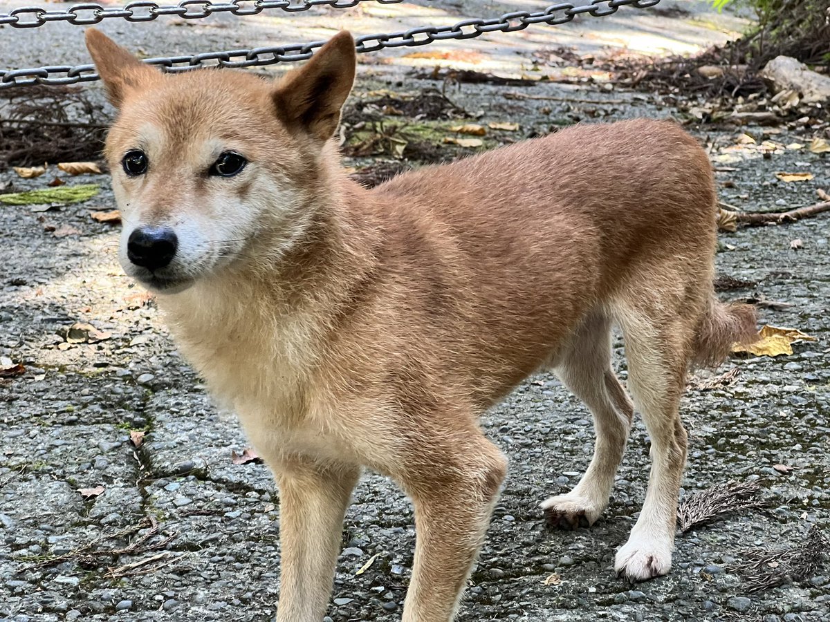 わさびいぬ 現猫rc 今日の午前中 神奈川県道70号裏ヤビツに迷い犬がいたため 愛護センターに保護して頂きました 唐沢 キャンプ場の辺りを3時間くらい徘徊していました お心当たりある方は 平塚市動物愛護センターまで 神奈川県 清川村 裏ヤビツ