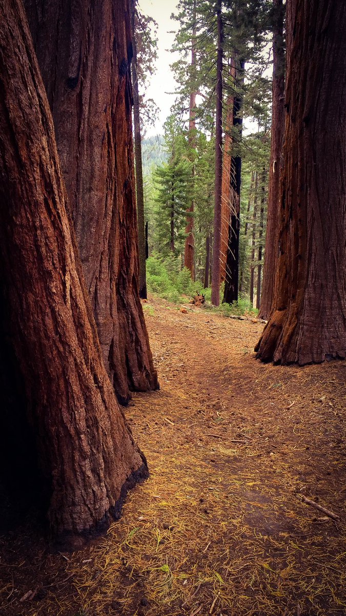 A beautiful stand of redwoods on the Sugar Bowl Loop in Kings Canyon NP 3.5 years ago — an area now threatened or perhaps already consumed by the #KNPComplexFire .

Grateful to the exhausted crews struggling to contain the uncontainable and save what they can.