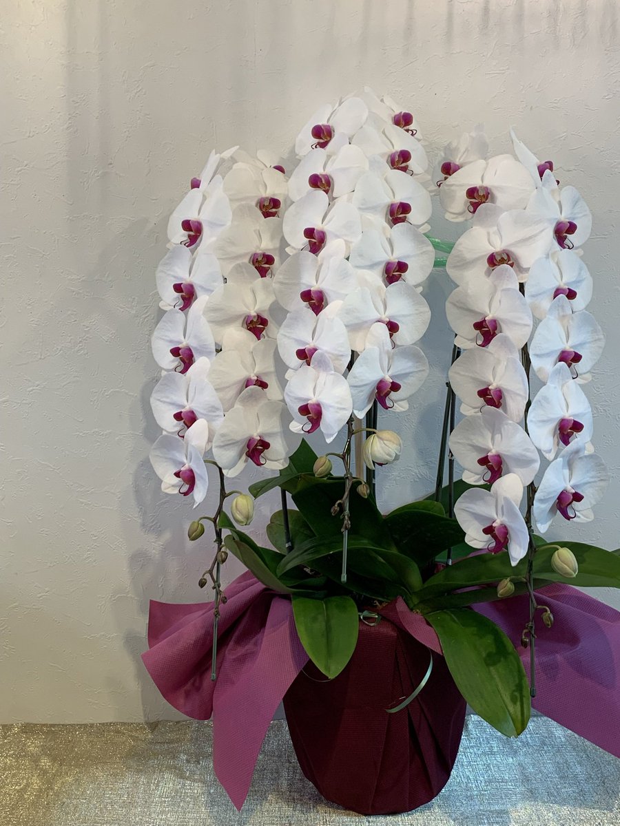 Hiuメンバーで運営 高級胡蝶蘭専門 グリーンベル 花屋 日本橋兜町 Greenbell1999 Twitter