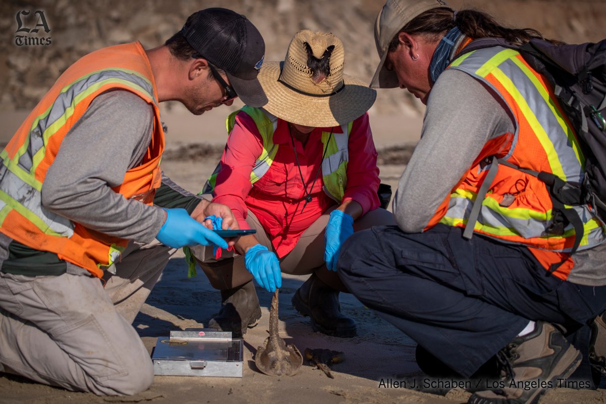 alschaben's tweet photo. Oil spill clean up crews find two dead juvenile guitar fish on the beach, as Blackhawk Environmental biologists arrive to determine cause of death after a major #OilSpill at #HuntingtonBeach More @latimesphotos here: https://t.co/c2TUwJ24oV https://t.co/nNRkg9EfRi