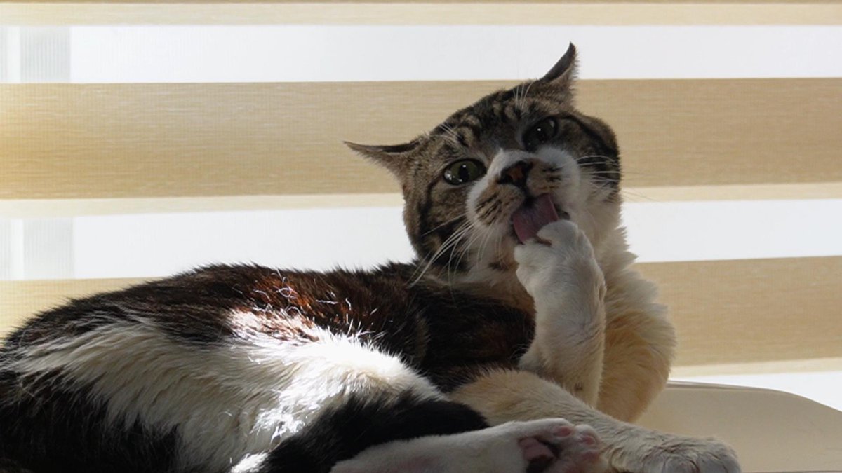 Top Tweets For けづくろい Twstalker