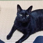 猫は人間の面倒もみれる？!時間通りに起こす猫