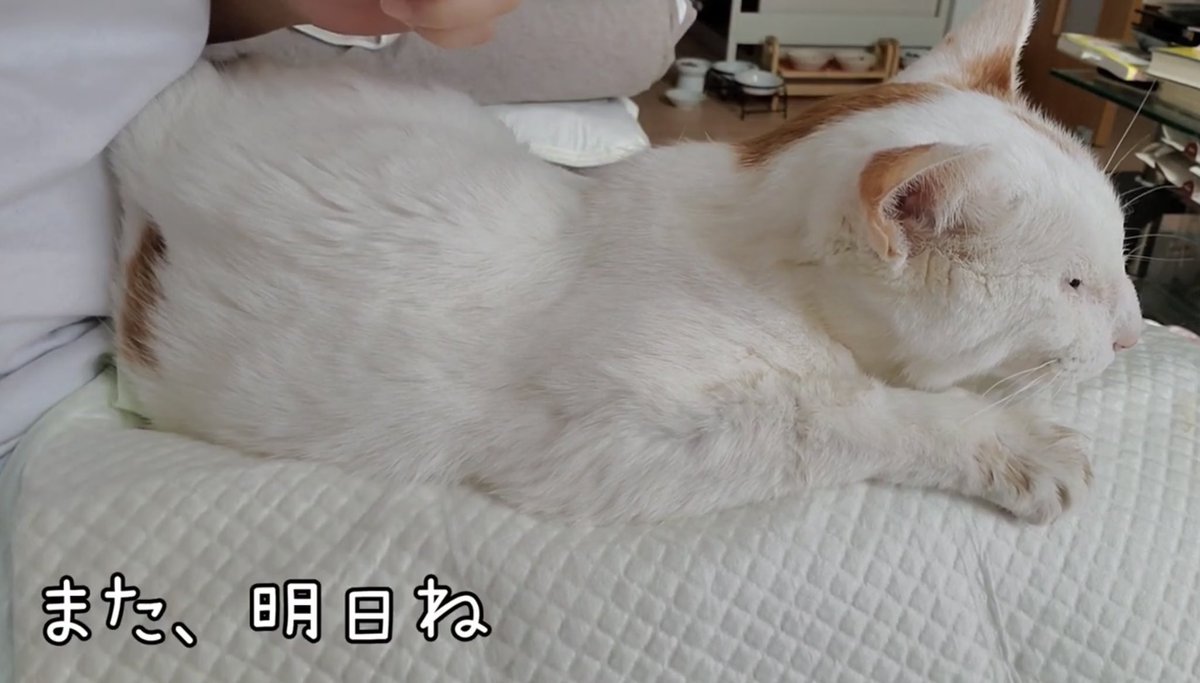 Npo法人 ねこけん On Twitter ねぇ あげお しんどいよね それでも 一緒にいたいと思ってしまう ねこけん 腎不全 腎不全猫 看取り あげお あげおの道 余命を告げられた猫 あげおの道 Https T Co Pibiinhqws Youtubeより Https T Co Nrxem4fvi2
