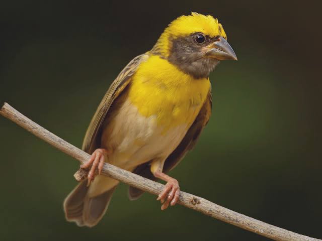 SVSifs's tweet photo. Found beautiful hanging retort shaped nests woven from leaves made by baya weaver which are best known for this. Have u spotted them this month? #forest #beingifs #NaturePhotography #birds https://t.co/YDbLiOWxXV