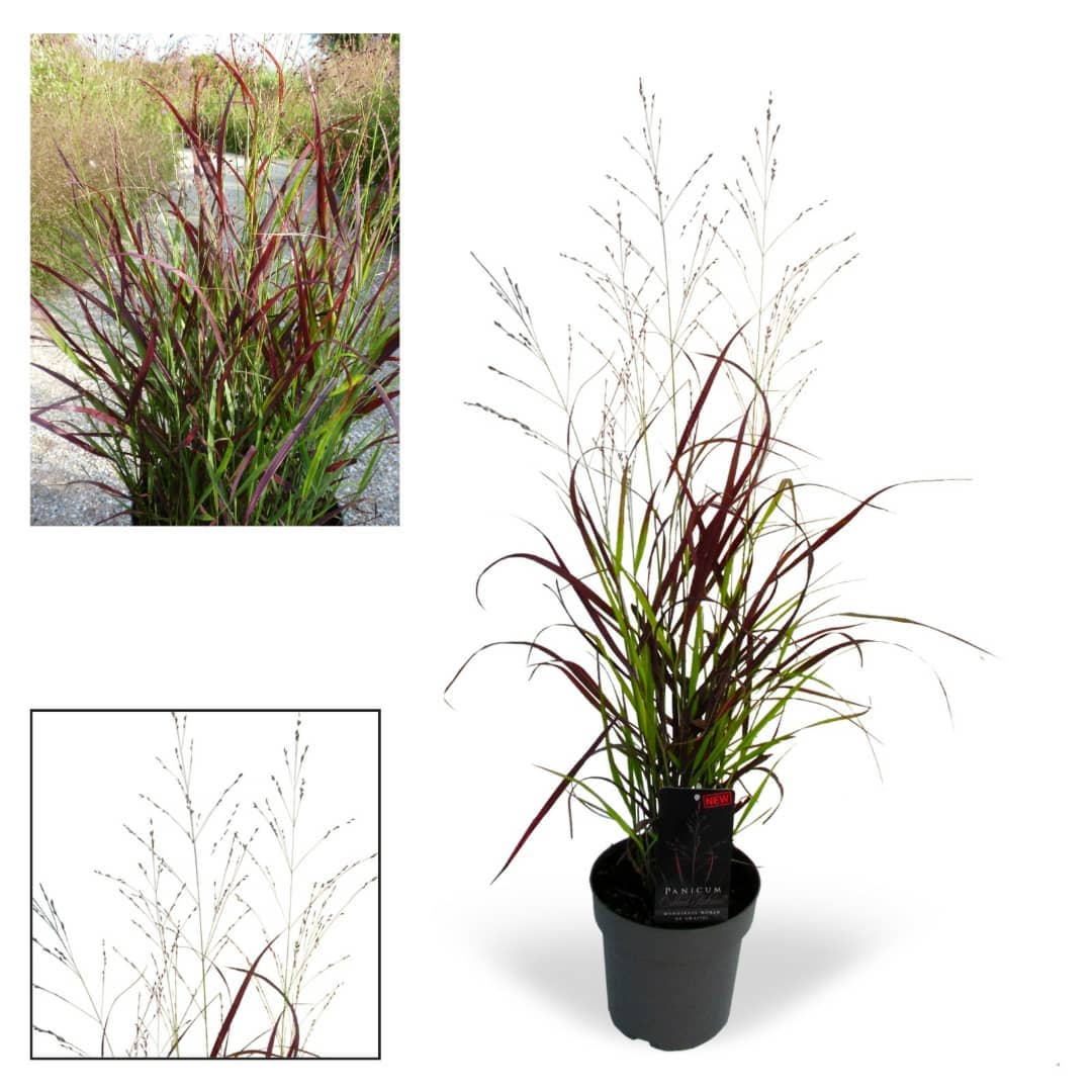Onze Panicum Oxblood Autumn is genomineerd voor de Glazen Tulp award! Stem nu, kies voor categorie Tuinplanten! 
formdesk.com/floraholland1/…

#Glazentulp #Floraholland <a href="/FloraHolland/">Royal FloraHolland</a> #Noviteit #Siergras