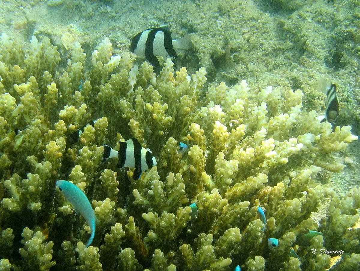 ParkYellieeee61's tweet photo. 🐟Whitetail Dascyllus (Dascyllus aruanus) and Blue green damselfish (Chromis viridis)
🐟March 3, 2021
#TwitterNatureCommunity #damselfish #damsel #fishmonitoring #fish #animalovers #animalconservation #biodiversity #biodiversityconservation https://t.co/mR422WdE1p