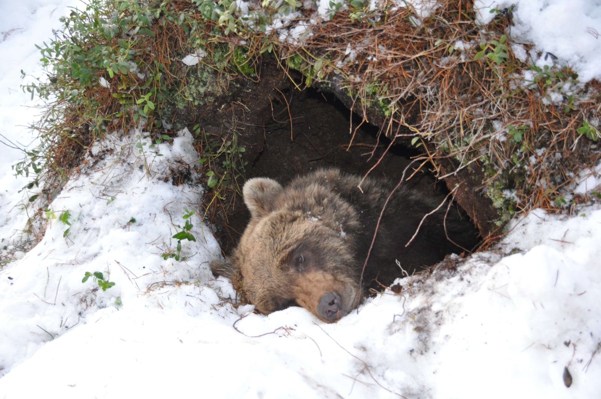 VetmeduniVienna's tweet photo. Fett, aber gesund: Bären im #Winterschlaf 🐻
#Braunbären bauen für den Winterschlaf große Fettreserven auf, die sie als Energiereserve nutzen.
Eine neue Studie zeigt: Das hat für ihre Blutgefäße keinerlei negativen Folgen.
#FIWI #Vetmeduni @SylvainGiroud
Foto: Jon A. Arnemo https://t.co/LtK19N5Z1S