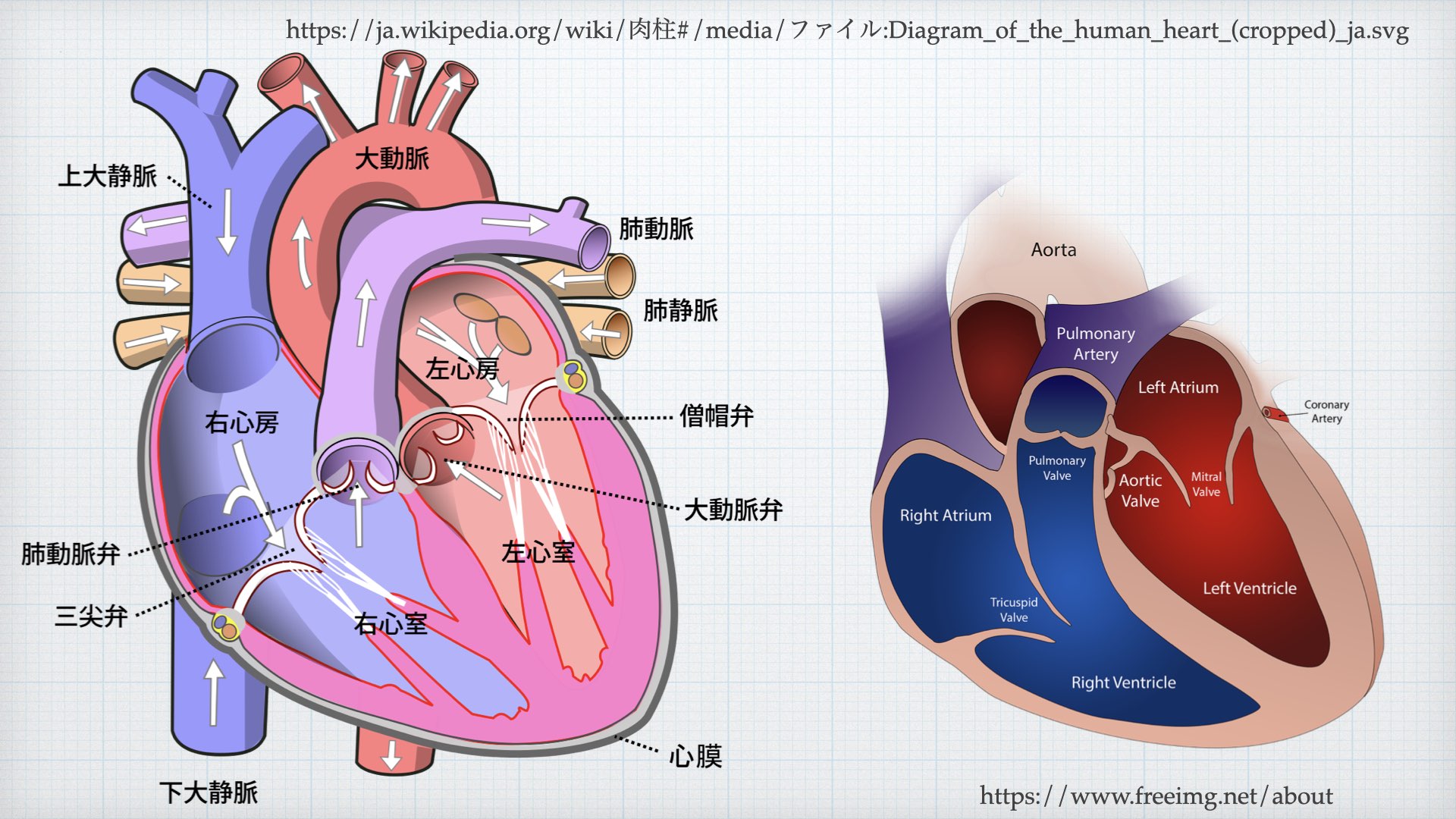 N. Tsukishima EP大学心電図検定学部試験対策科担任 on X