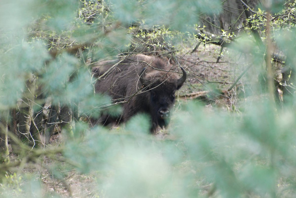 Soms is het echt zoeken! Onze grote stier, ligt goed verscholen tussen de bomen. Maar met onze ervaren gidsen is de kans groot dat je ze vindt!

Ga mee op safari en boek je plekje via wisentopdeveluwe.nl/reserveren