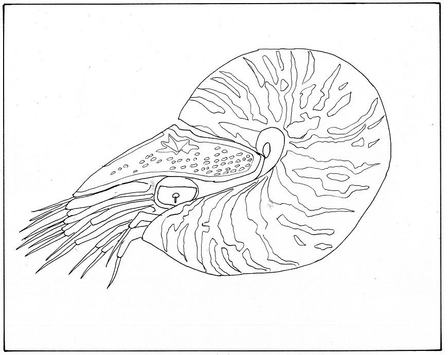 Twoucan オウムガイ の注目ツイート イラスト マンガ コスプレ モデル