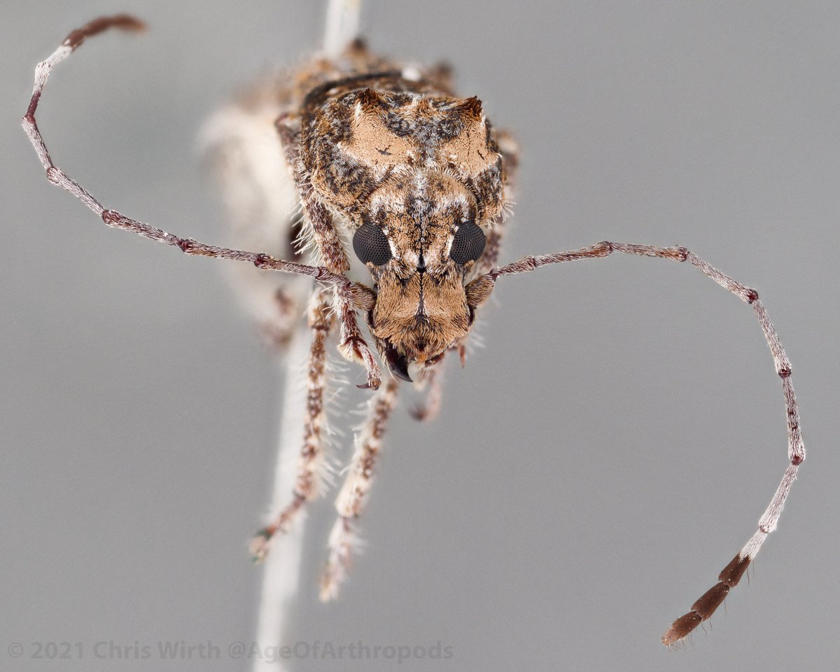 Purdue Entomological Research Collection (PERC) tweet media