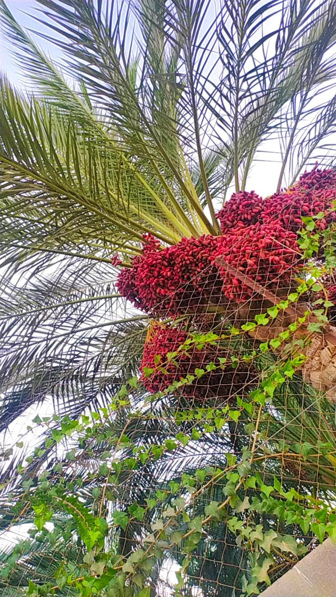 #صباح_الخير