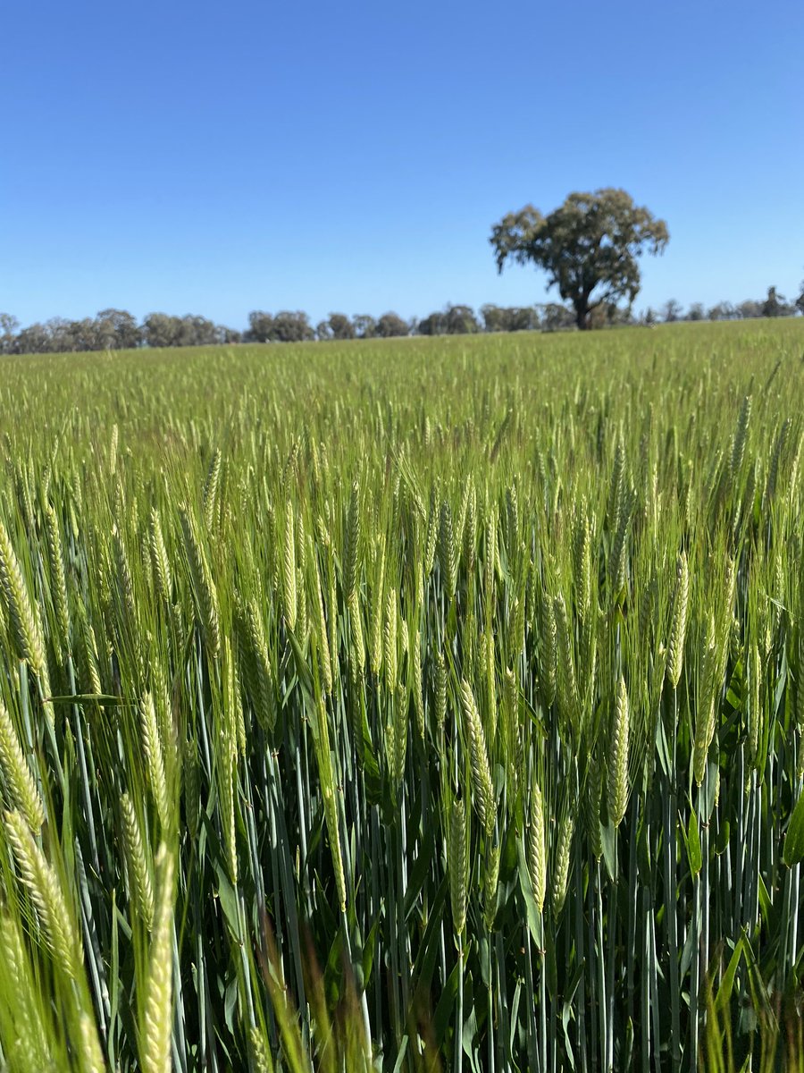 Ed Harrod (@ed_harrod) on Twitter photo Good day, great seed crop! <a href="/InterGrain1/">InterGrain</a> Maximus CL Barley enjoying a favourable season. Clearfield flexibility, malt accredited grain with quick-mid maturity makes this variety very appealing. <a href="/katherinemunn2/">Katherine Munn</a> <a href="/ashseed1/">Ashley Fraser</a> <a href="/Azzaseed/">Aaron Giason</a> #seedcropqualityonpoint #bakerseedco! Good day, great seed crop! <a href="/InterGrain1/">InterGrain</a> Maximus CL Barley enjoying a favourable season. Clearfield flexibility, malt accredited grain with quick-mid maturity makes this variety very appealing. <a href="/katherinemunn2/">Katherine Munn</a> <a href="/ashseed1/">Ashley Fraser</a> <a href="/Azzaseed/">Aaron Giason</a> #seedcropqualityonpoint #bakerseedco!