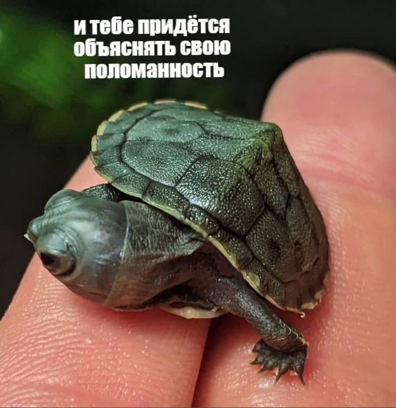 knopa_pyshzhopa's tweet photo. Это я ⤵️ https://t.co/2c0acpDbrb