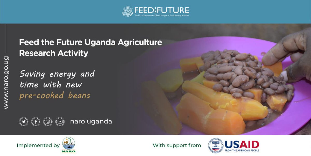 NARO Beans Agronomy:

Spacing: 50 cm x 10 cm or 25 cm x 20 cm (1 seed per hole)

Seed rate: 50 - 60 kg/ha small seeded, 80 - 90 kg/ha large seeded

Maturity Period: 58 - 68 Days

Yield: 600 - 800 Kg/Acre

Medium-sized seed

Red mottled

Rich in zinc and iron