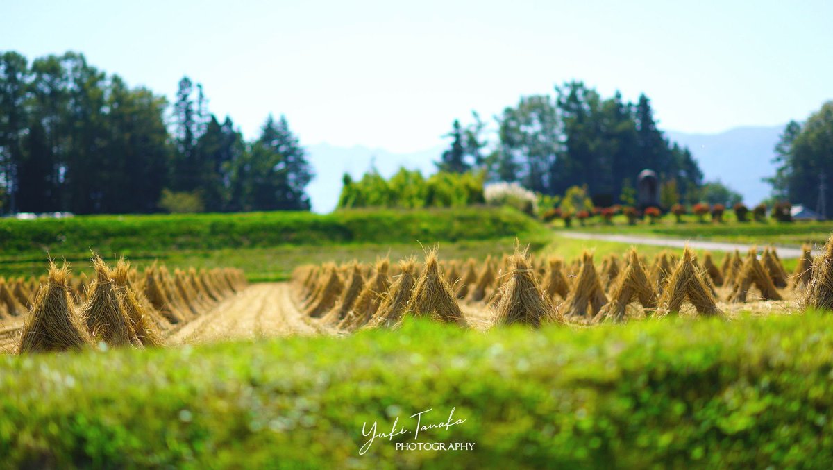 秋晴れの八ヶ岳の麓
真っ青の空と黄金の稲穂🌾

#信州 #風景写真
#photography #NaturePhotography